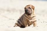 SHAR-PEI 656